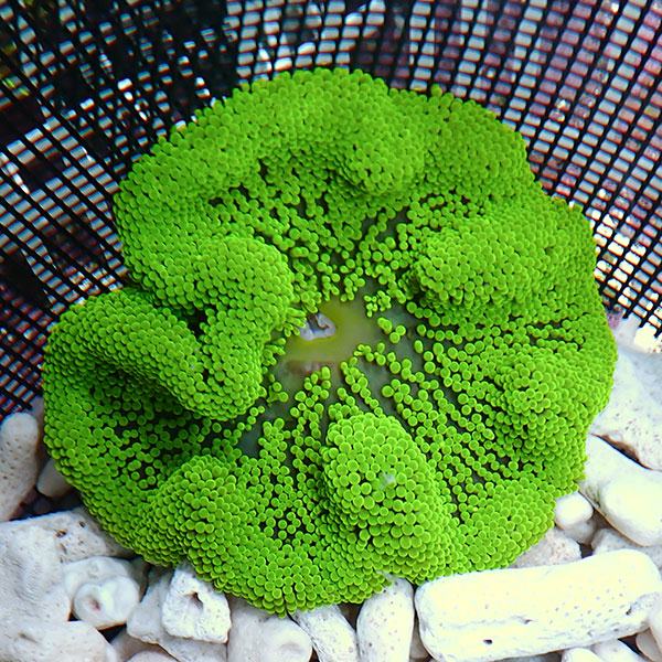 ハタゴイソギンチャクのカラー グリーン＆ブルー＆パープル | 海水魚