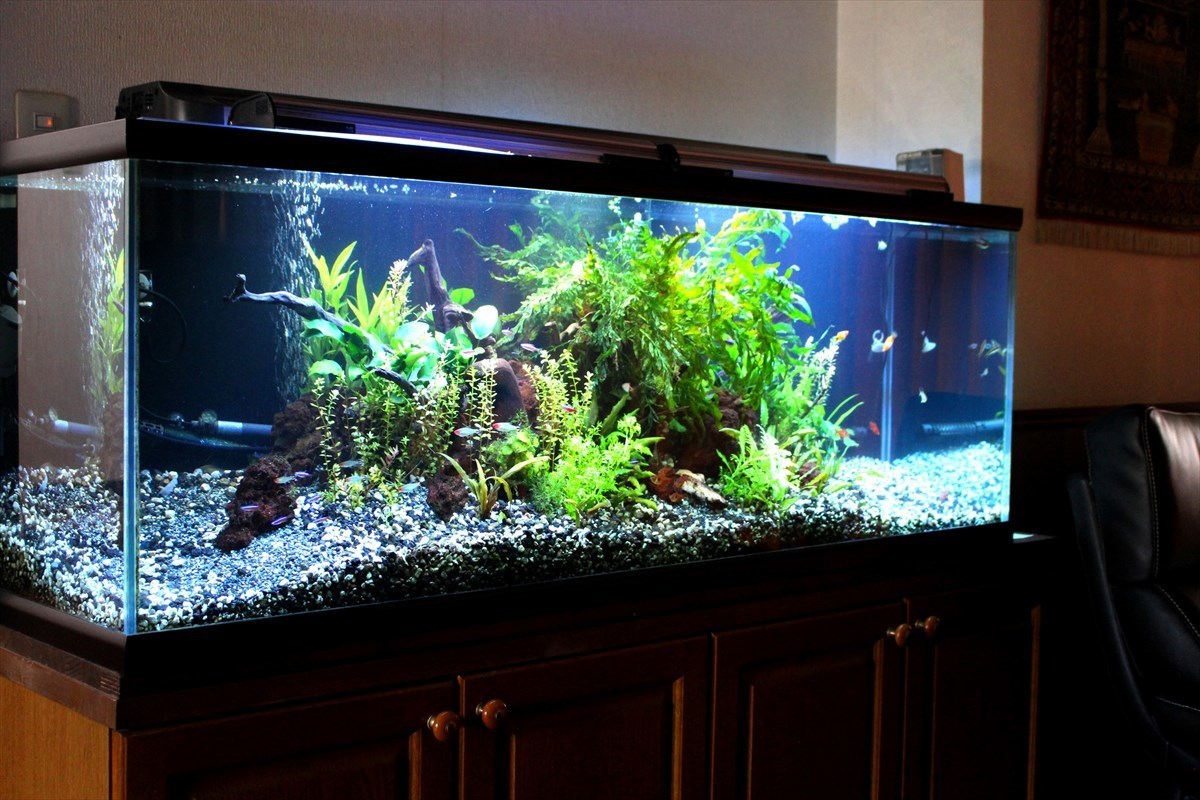 プロ仕事公開！既存150cm水槽をリニューアル&定期メンテナンス｜水槽