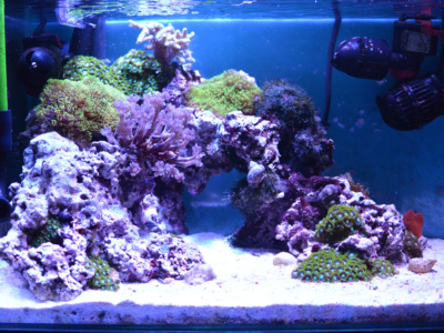 レイアウト済 ホワイト人工石 11個置ける ライブロック 30cm水槽用