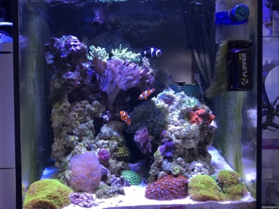 レッドシーのオーバーフロー水槽セットを購入してベルリン式水槽を立ち