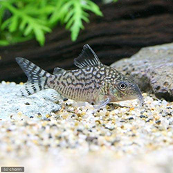 Corydoraspedia コリドラス　図鑑　鼠魚　辞典 Corydoraspedia コリドラス 図鑑 鼠魚 辞典 Corydoraspedia コリドラス