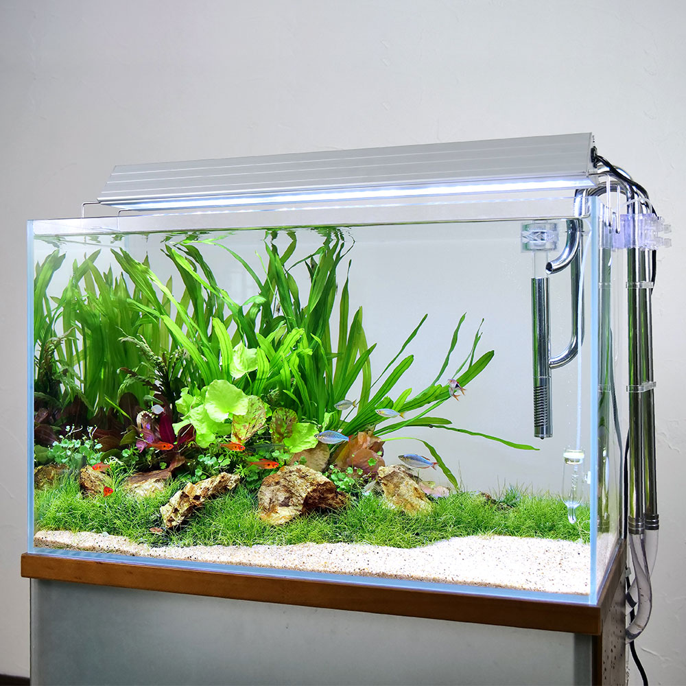 クセ強め！独特！ちょっと変わった水草特集 | AQUALASSIC