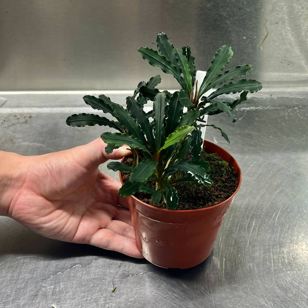 花芽付き！ブセファランドラsp.Blackghost 大株【完全水中葉】