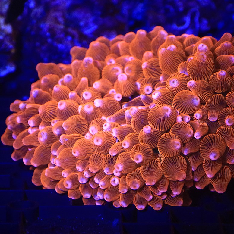 レッドイソギンチャク 海水水槽サンゴ 1個体 サンゴイソギンチャク レッドの極み | 海水魚通販はアクアギフト