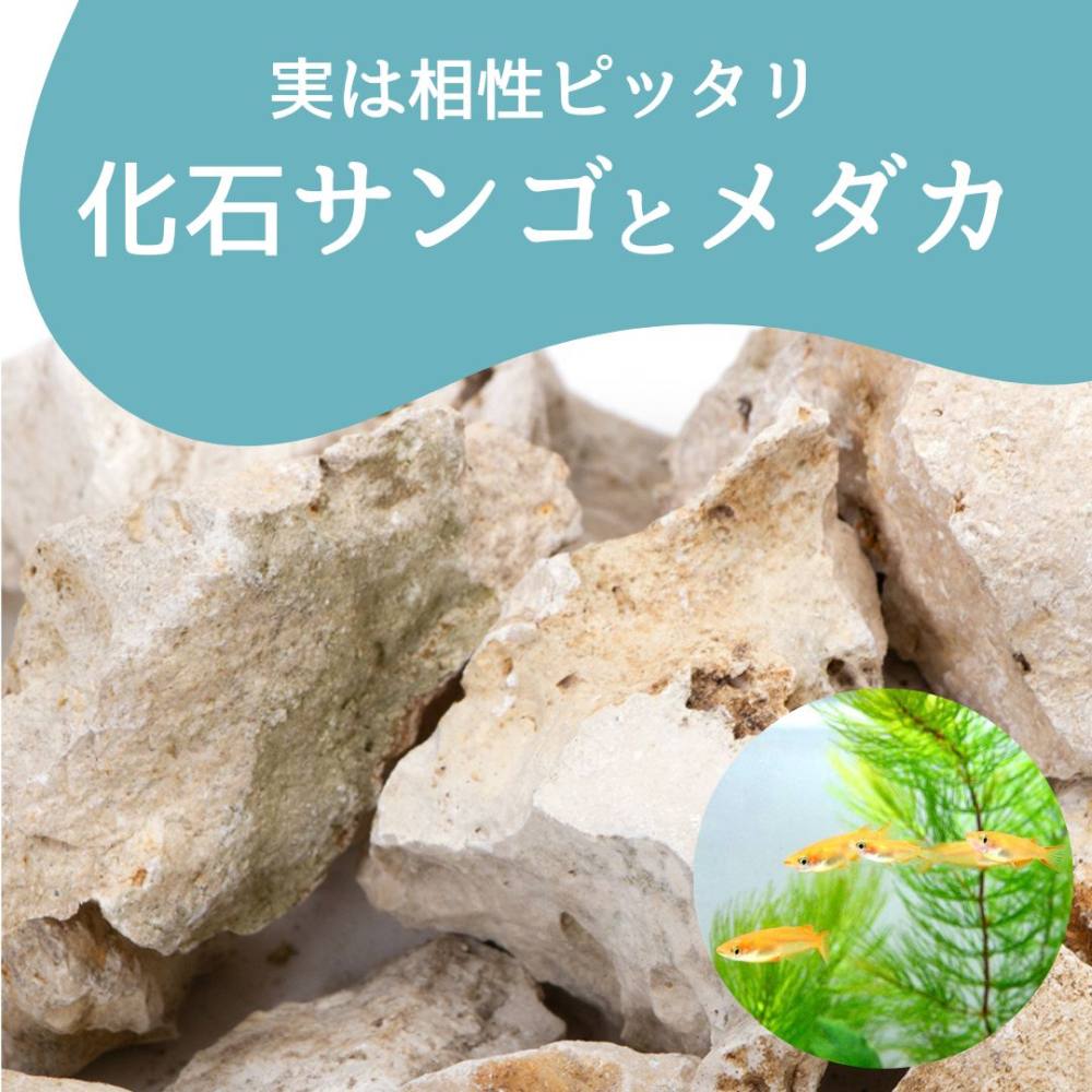 サンゴ石 自然形状 水槽用 楽天市場】マルコロック リーフセーバー エッジ（Edge） Sサイズ