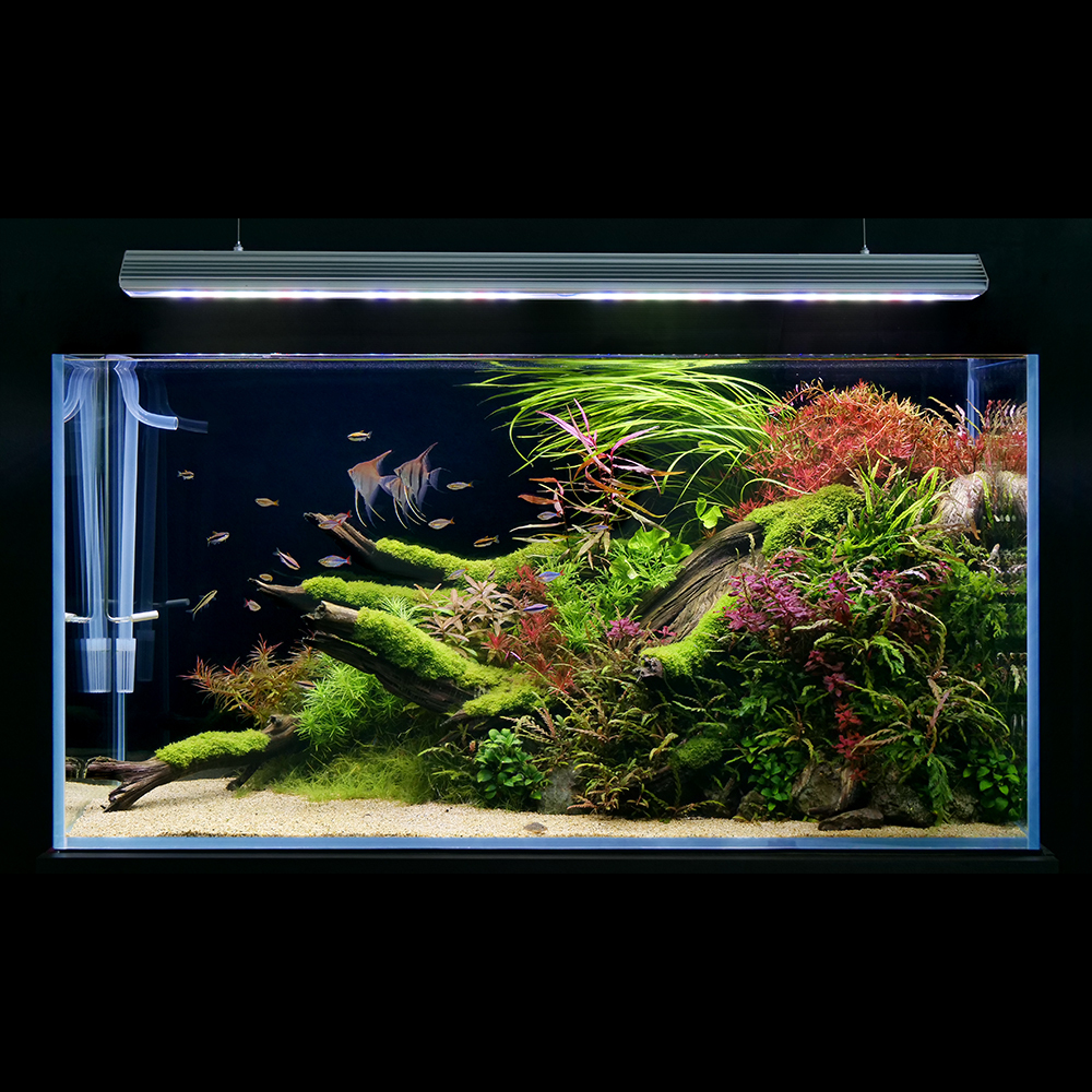 俺が勝手にすすめたいアクアリウム用品＜アクロ 背面フロー水槽編