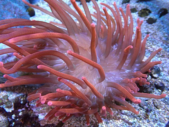サンゴイソギンチャク レッド サンゴイソギンチャク | 海水魚図鑑
