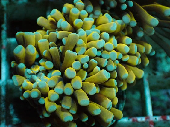 アクアスタイルユー（AQUASTYLEYOU）｜海水魚・サンゴの通販 販売