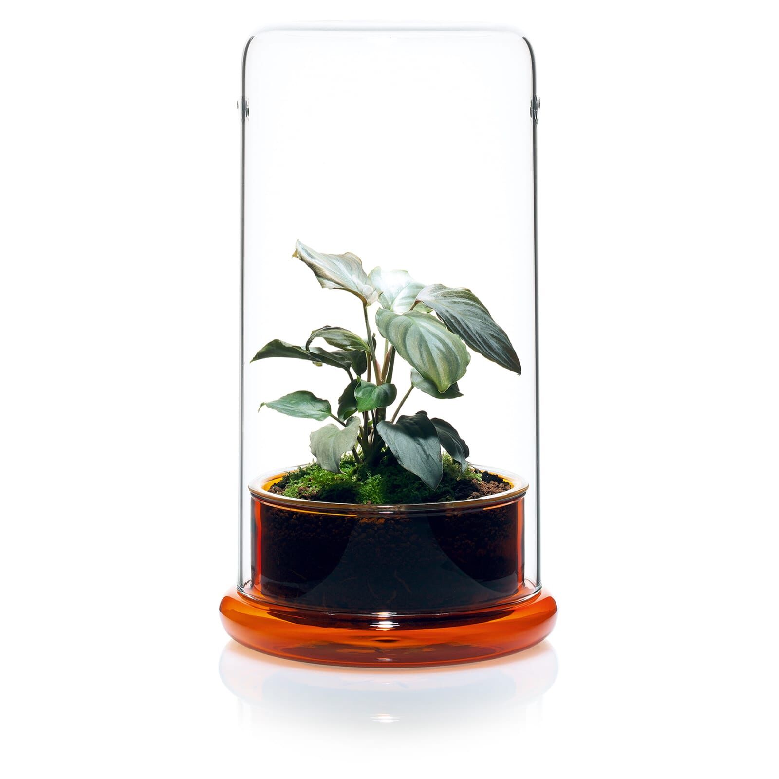 DOOA - Cell - Amber | Aquasabi - Aquarium Shop