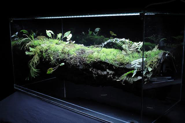 40cm イモリウム パルダリウム テラリウム水槽