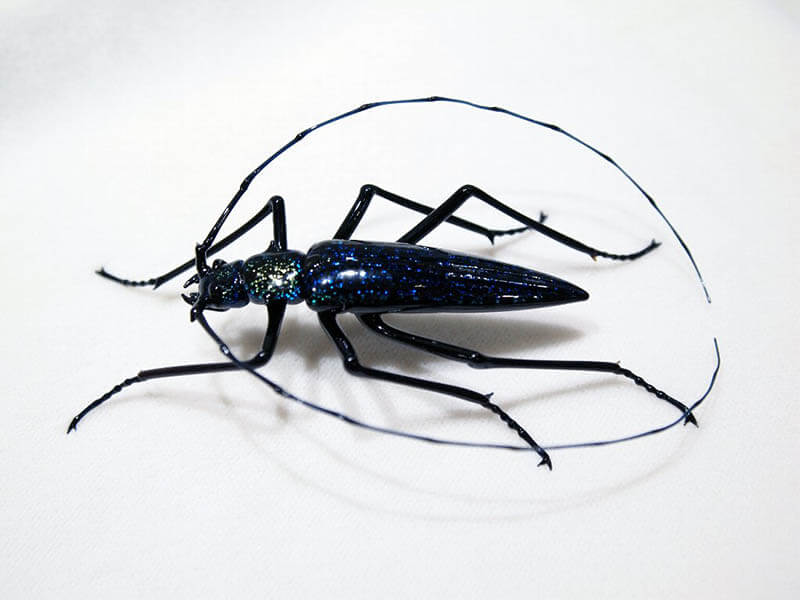 ベネチアングラス カミキリムシ ヴィットリオ・コスタンティーニ