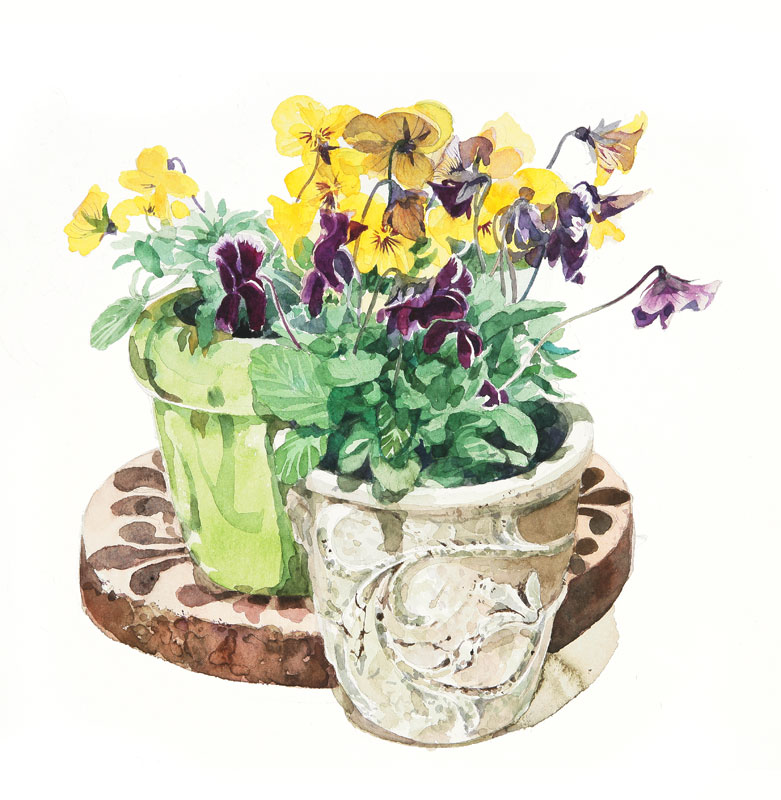 水越智三 pure tomato パンジー 鉢植え 花 イラスト 水越智三 pure