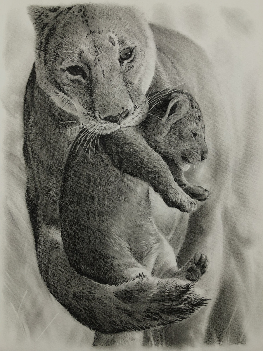 ライオン 動物ペン画No.14 鉛筆画 「ライオン」 Live drawing of LION