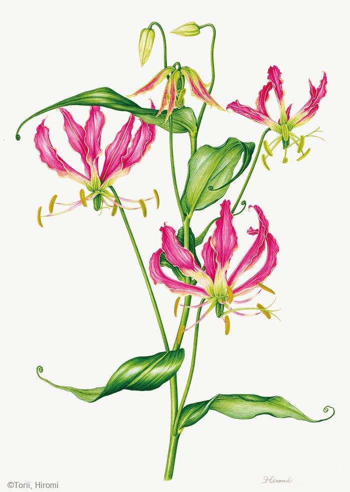 0904 高杉静江 皿の林檎 2001年 日本植物画倶楽部 会員 0904 高杉静江