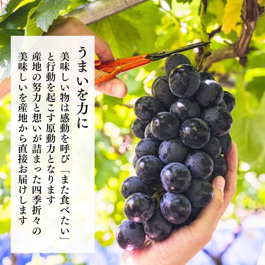 冷凍 巨峰 デザート 国産 種あり 和歌山 産地直送 ｜みかんの会通販