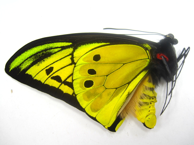 カキカモルフォ♂ 標本 青美麗 126mm白紋出現型・大型標本