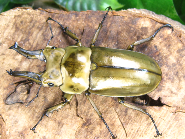 ローゼンベルグオウゴンオニクワガタ♂標本 ローゼンベルグ