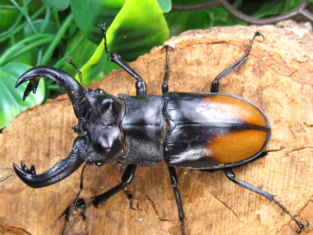 パリーフタマタクワガタ/セアカフタマタクワガタ販売/アリスト | 外