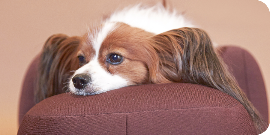 ワンちゃんをらくーにおたすけ】リラクッション | アロン化成