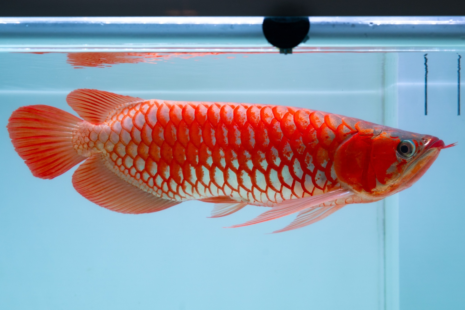 スーパーレッド（アルファ） NO.49 - アジアアロワナ専門店ラフレシア