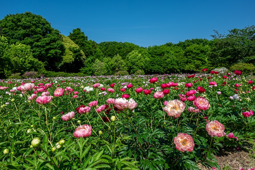 園木華堂牡丹 園木華堂牡丹 園木華堂牡丹 ホットセール 異なるサイズ