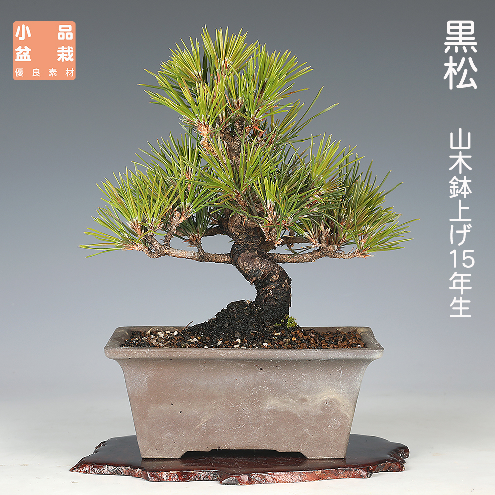 お買い得盆栽 | 盆栽、盆栽書籍、盆栽鉢の通販│近代出版