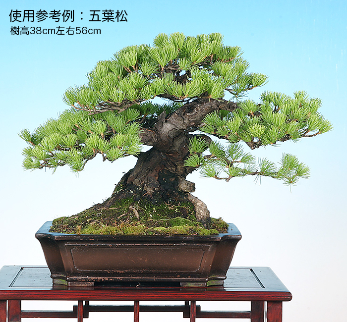 紫泥外縁隅切額面長方鉢 | 盆栽、盆栽書籍、盆栽鉢の通販│近代出版