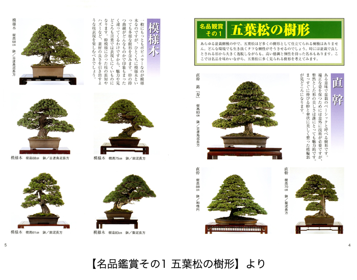 五葉松盆栽の作り方―図解で示す盆栽樹形の整姿・整形 図解