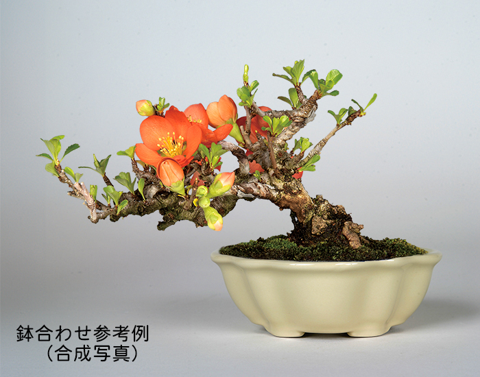 中国宜興 六角鉢 紫砂の鉢 盆栽鉢 植木鉢 小品盆栽鉢 大品盆栽鉢 六角