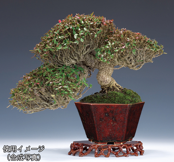 平安泉山辰砂釉星結晶六角鉢 | 盆栽、盆栽書籍、盆栽鉢の通販│近代出版