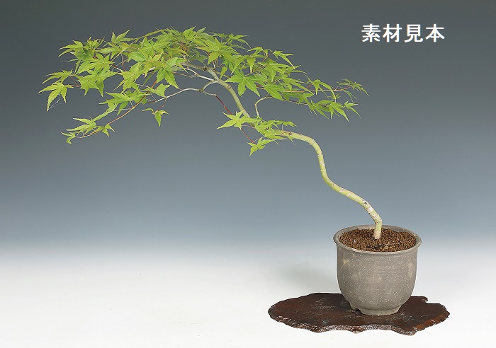 奎面雲足四方鉢 盆栽鉢 植木鉢 小品盆栽鉢 大品盆栽鉢 奎面雲足四方鉢