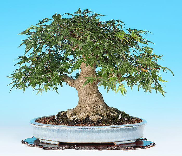 美人腰蘭鉢 多肉植物鉢 紫砂鉢 盆栽鉢 植木鉢 小品盆栽鉢 大