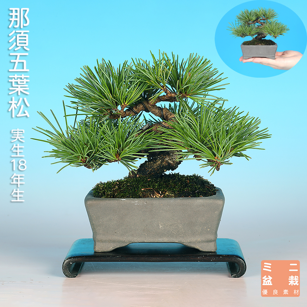 盆栽鉢 美芸d 美芸 盆栽 鉢 bh0004 358 盆栽 盆栽鉢 植木鉢 和