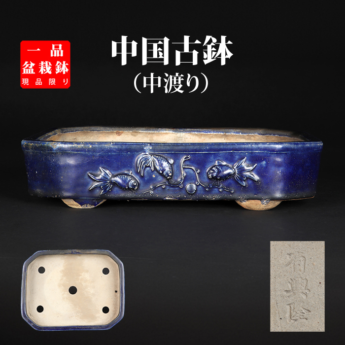 462 盆栽 盆栽鉢 植木鉢 中国鉢 海鼠 ナマコ 462 盆栽 盆栽鉢 植木鉢