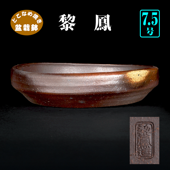 黎 鳳 | 盆栽、盆栽書籍、盆栽鉢の通販│近代出版