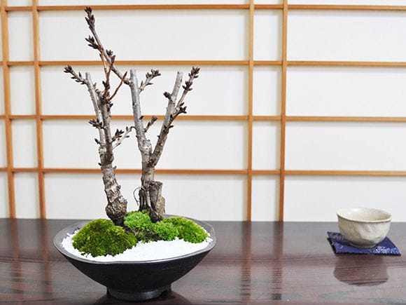 桜の2本立ち さかずきの器｜ミニ桜は盆栽妙 – 盆栽妙 本店