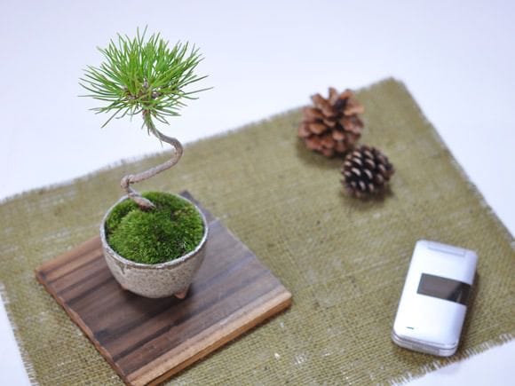 くろまつミニミニ鉢の盆栽を販売｜入門は盆栽妙 – 盆栽妙 本店