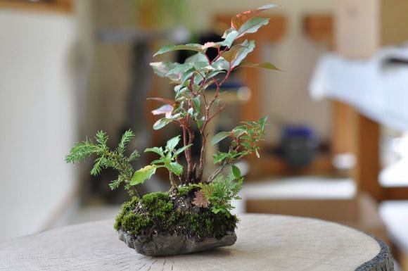 中国鉢、ミニ鉢、盆栽鉢、盆栽小鉢、鉢、植木鉢、山野草鉢、蘭鉢、盆栽