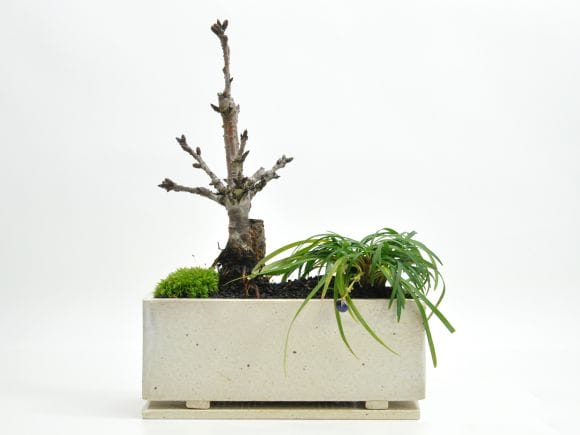 ミニ桜 玉竜 モダン寄植え 【受皿付き】 盆栽 シンプルライフシリーズ