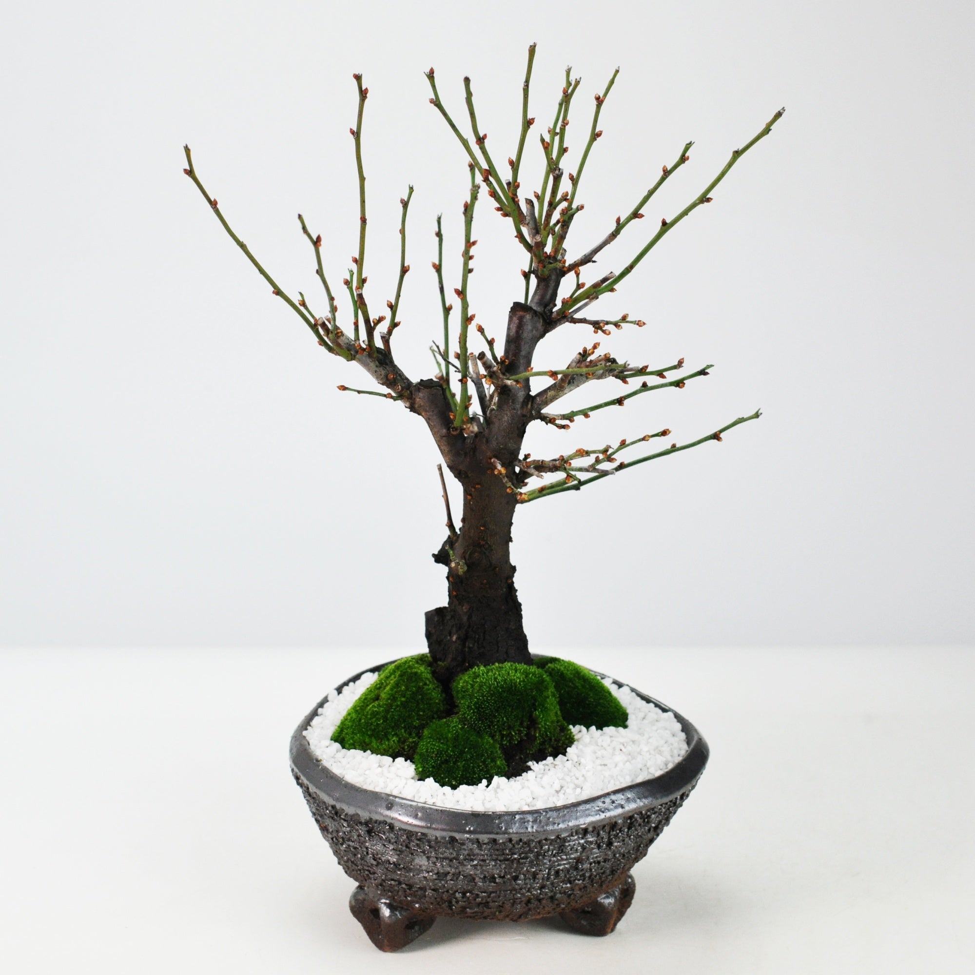 紫砂 無孔三足水底盆 三足獣面無孔盆 盆栽鉢