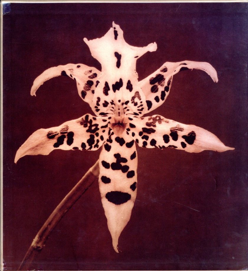 PISTILS / Robert Mapplethorpe | 小宮山書店 KOMIYAMA TOKYO | 神保町