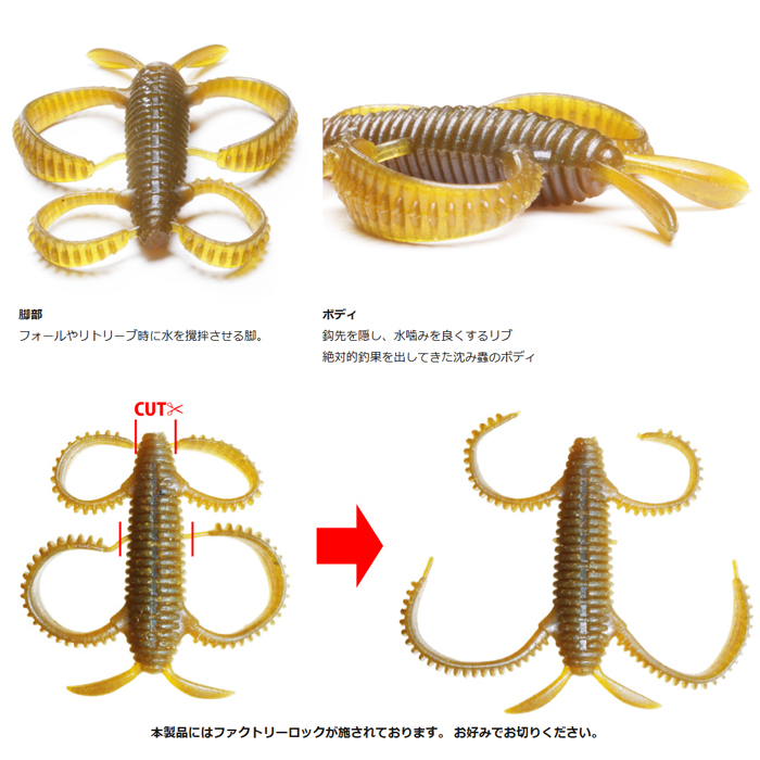 標本 P.N.G Ischiopsopha bennigseni 29mm P.N.G Ischiopsopha