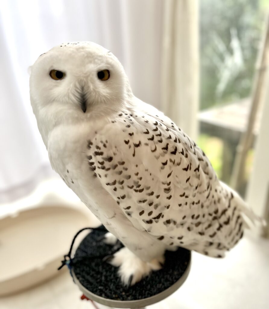 ハリポッターの鳥 ハリポッターの鳥