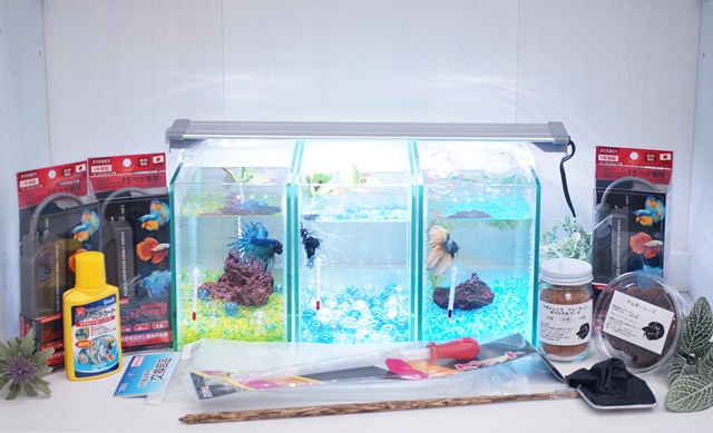 水槽3点】ショーベタ飼育スターターセット縦置き仕様＆ベタ専用