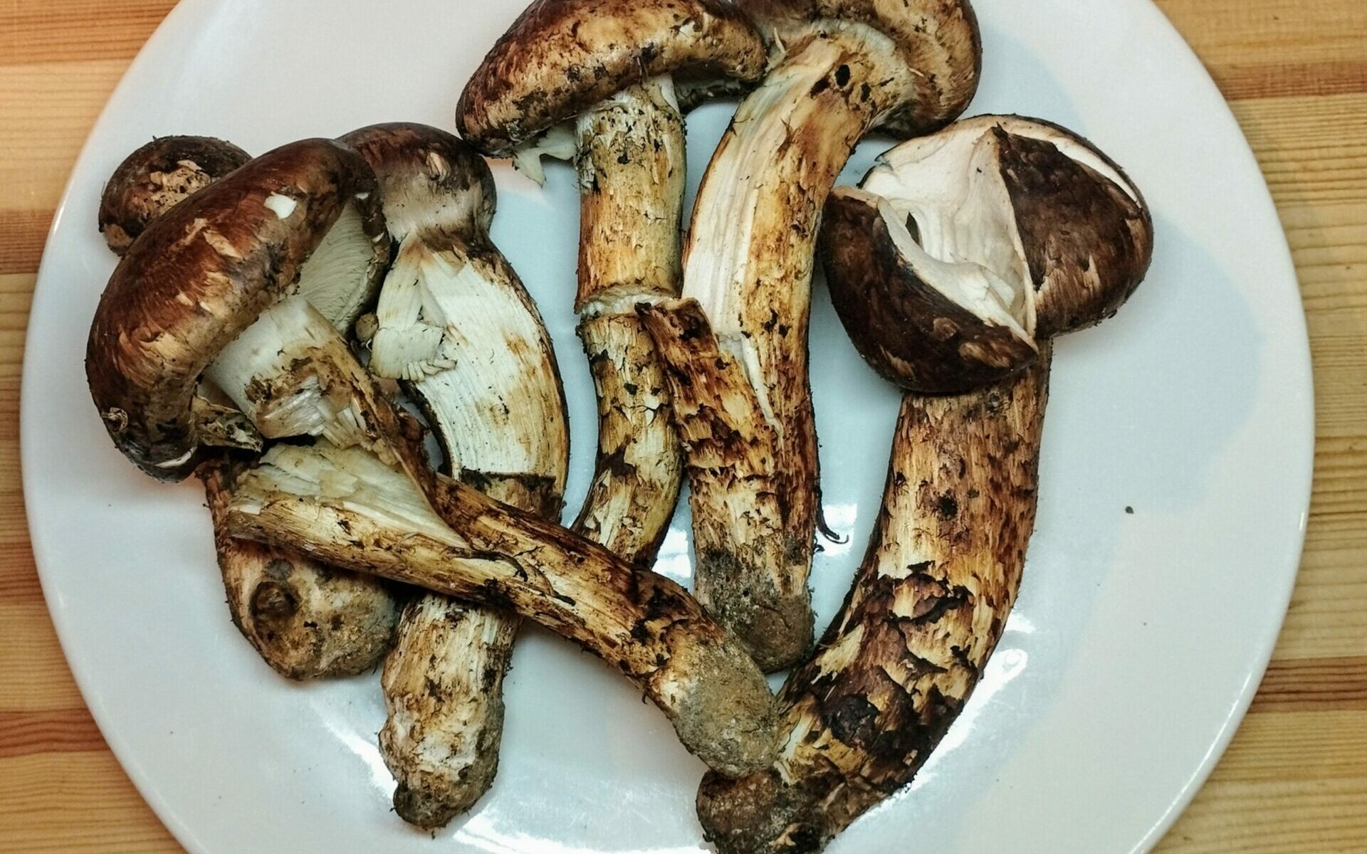 松茸 北海道 700g 訳あり ③ 松茸 北海道 700g 訳あり ③ 松茸 北海道