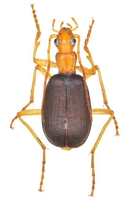 外国産オサムシ標本】ホソクビナガオサムシ/韓国.智異山産/24mm