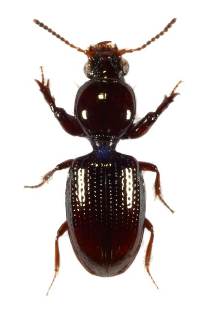 里山のゴミムシ ダイミョウチビヒョウタンゴミムシ