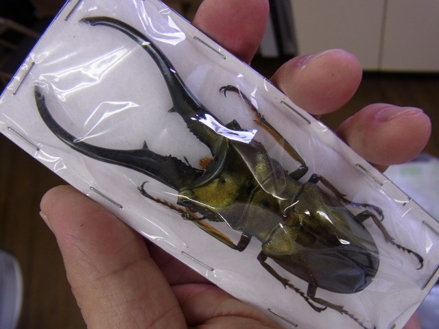 昆虫標本 大型モンギロー二ホソアカ 77mm 飼育品 特大モンギローニ