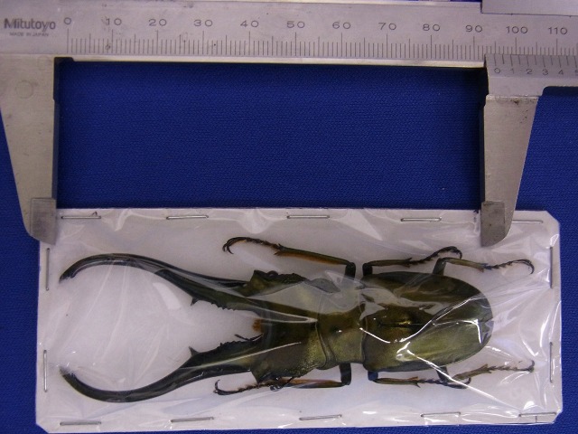 モンギロンホソアカ モンギローニホソアカクワガタ 標本