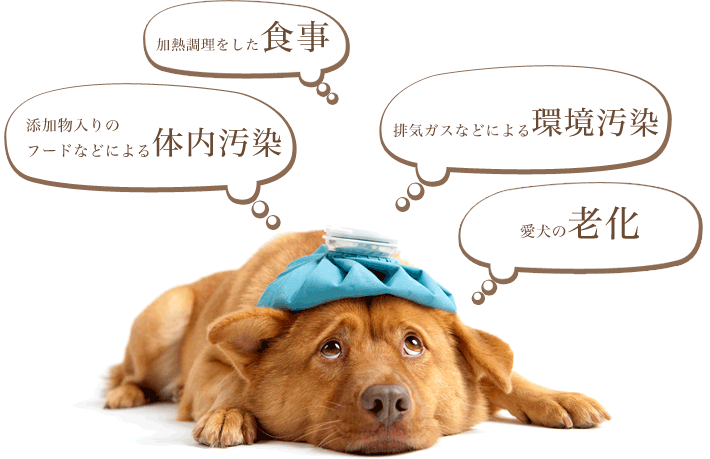 ビッグウッド ビッグウッド「はぐくむ酵素 180g」（旧称：元気な酵素